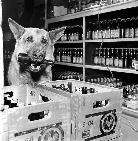 Rex the Alsatian dog who collects empty bottles in the pub. January 1965 C102