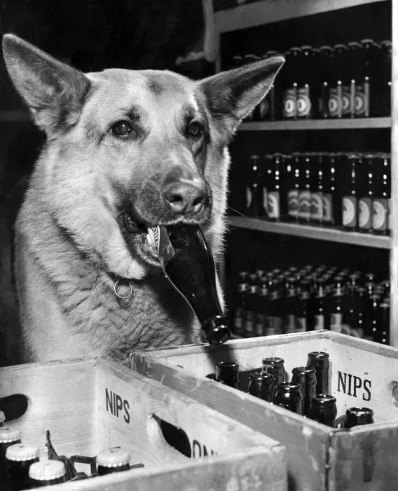 Framed Print : Rex, Mr. Gieles 7 year old Alsatian, deposits an empty bottle into a crate