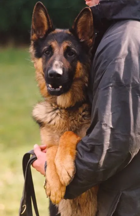 Framed Print : Rex the police dog enjoying the dog handling training school at Northumbria Police