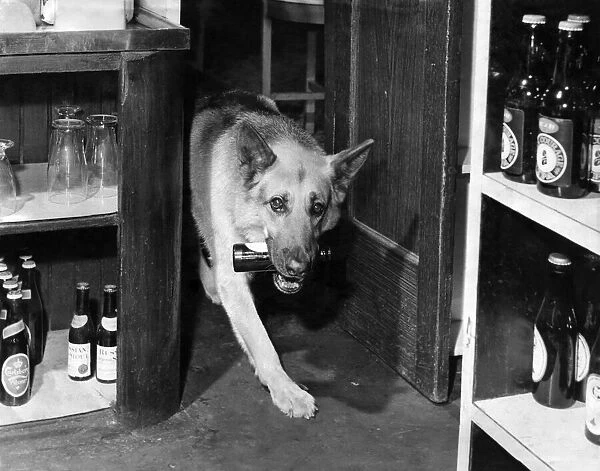 Rex takes empties to a crate behind the bar. It is light work