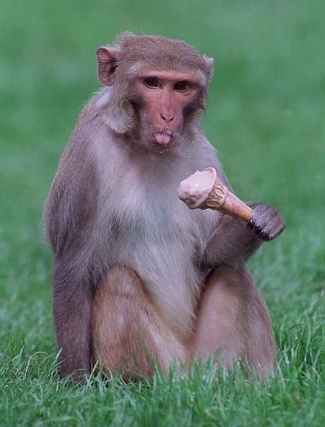 A Rhesus monkey caught eating an ice cream cone at Blair Drummond Safari Park circa