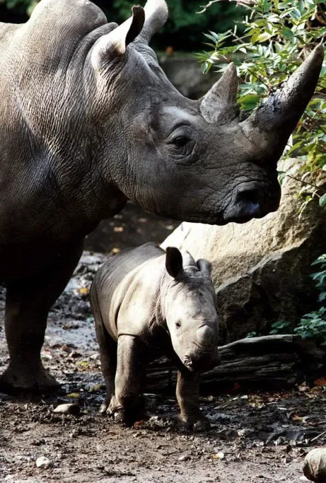 Framed Print : Rhino adult and baby rhino in the wild circa 1994