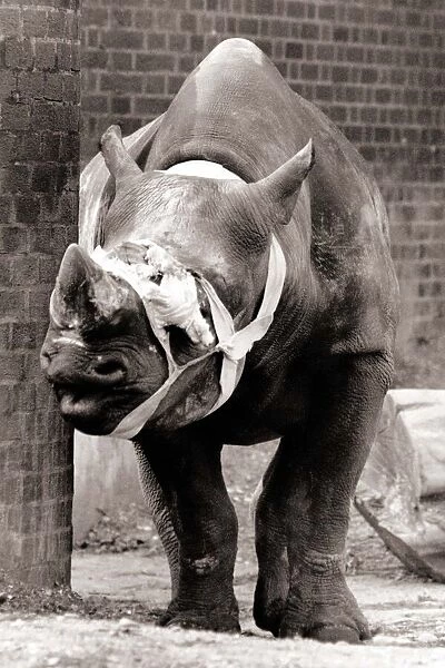 A rhino wearing a muzzle circa 1976