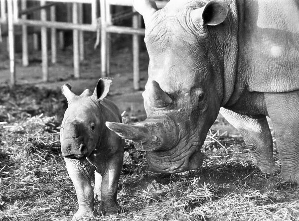 Rhinoceros - 3 week old Dale with his mother at Whipsnade Zoo