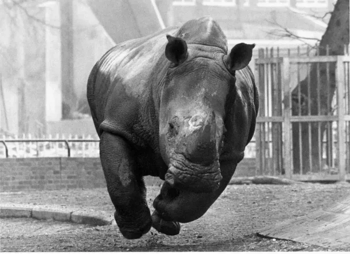 Framed Print : A Rhinoceros charge