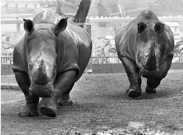 The Rhinoceros charge at London Zoo