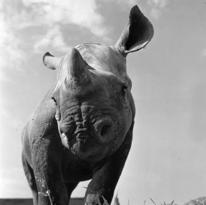Framed Print : Rhinoceros at Chester Zoo 03 / 09 / 1954 Framed Print : Rhinoceros at Chester Zoo 03 / 09 / 1954