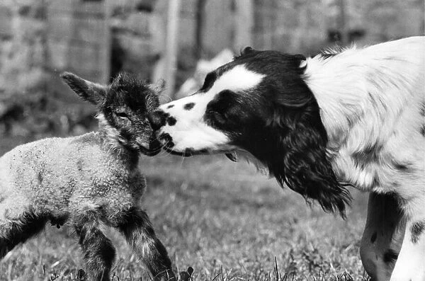 Ria the Springer Spaniel who is a midwife to stray lambs