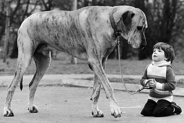 Richard Donovan and Dansas the Great Dane dog 1980
