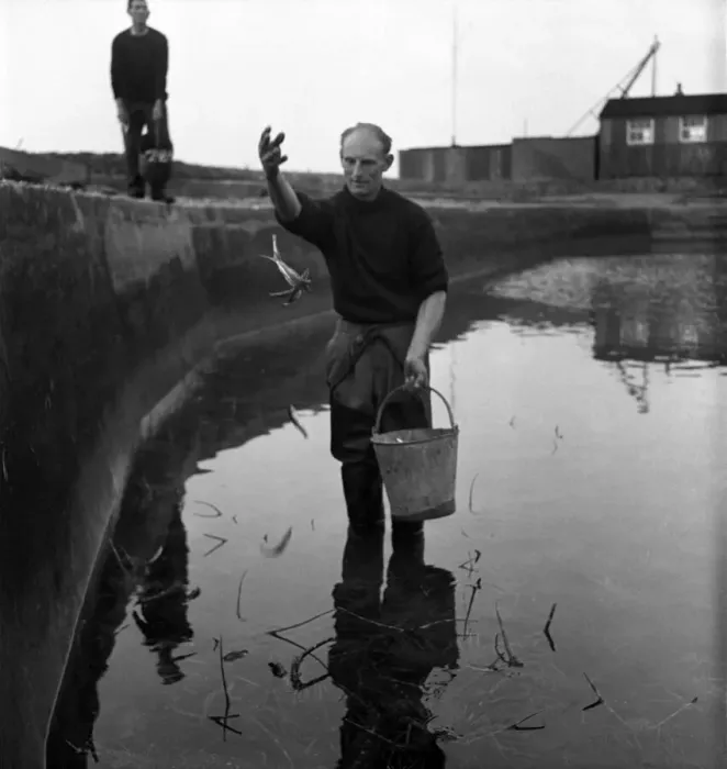 Framed Print : Richard White of London and Jack Cross look after live lobster