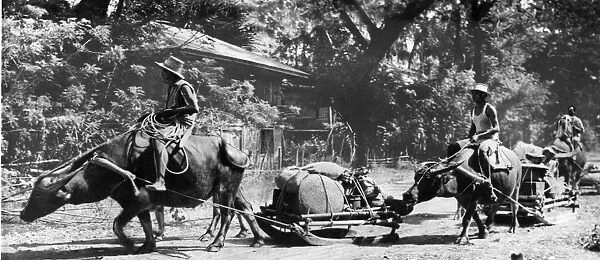 Riding carabaos attached to sleds laden with their household goods