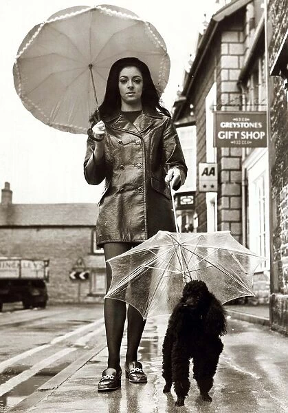Rikki the Poodle Dog with its own umbrella, walking down the road with owner