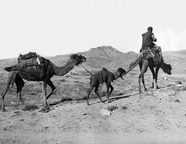 On the road to Tehran, a persian peasant with camels, Circa 1926