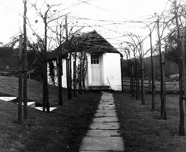 Roald Dahl writer author garden with pleached limes leads to the shed in the garden where
