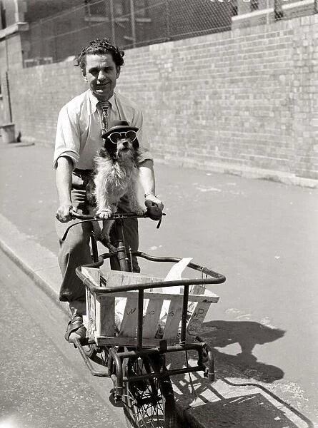 Robert the dog sits on butchers cycle dressed as like a human June 1951