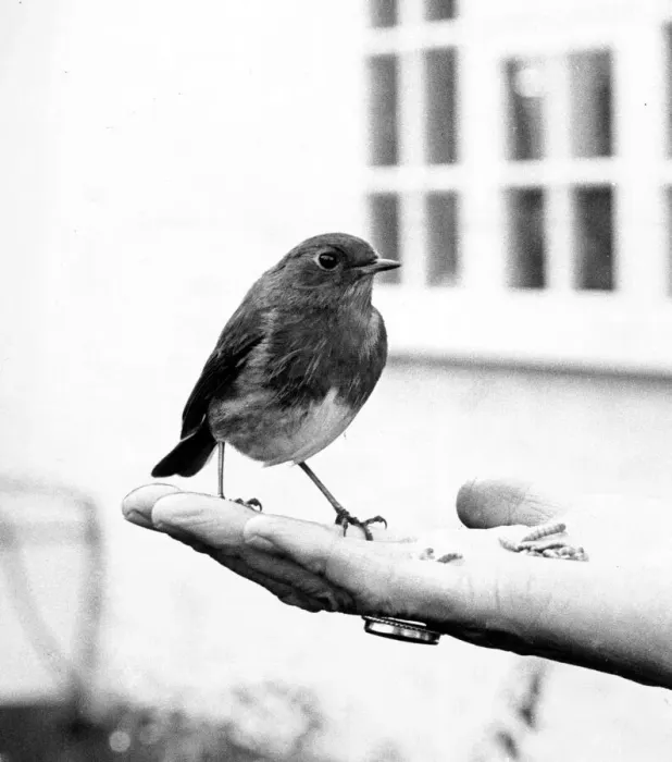 Framed Print : Robin eating out of hand. 16th February 1985 P044317
