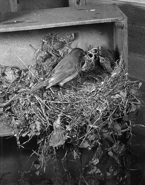 Robin feeding her chicks in the nest. Circa 1960