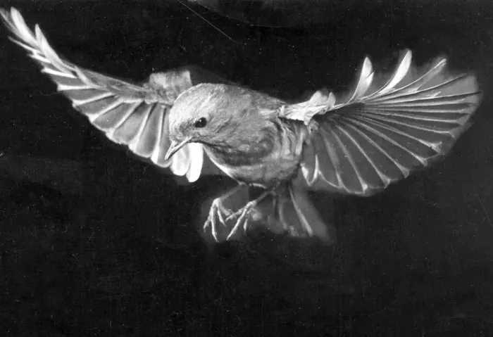 Framed Print : Robin scouting for food. Circa 1960 Framed Print : Robin scouting for food. Circa 1960
