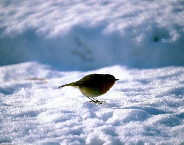 Robin in snow. circa 1979