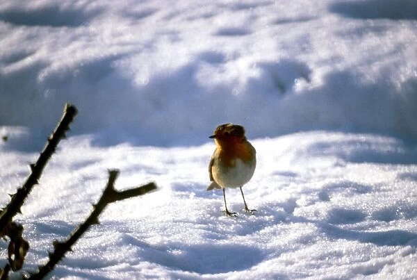 Robin in snow circa 1979
