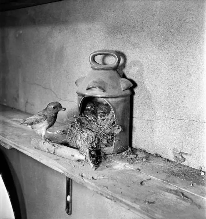 Framed Print : Robins nest in lantern. June 1952 C3036 Framed Print : Robins nest in lantern. June 1952 C3036