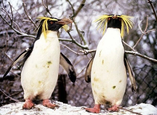 Rockhopper penguins at Whipsnade Zoo January 1987 A©Mirrorpix