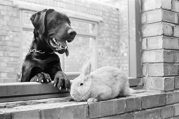 Rocky the Labrador & Ginger the Rabbit, at RSPCA, Willesden, London, 27th April 1979