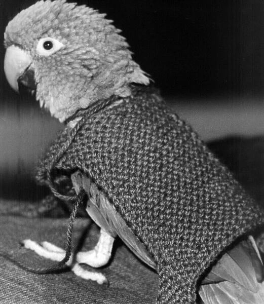 Rocky the parrot who had a coat knitted for him when all his feathers fell out