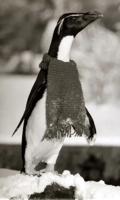 Framed Print : Rocky the Penguin wraps up warm with a scarf Penguin wearing a scarf - December
