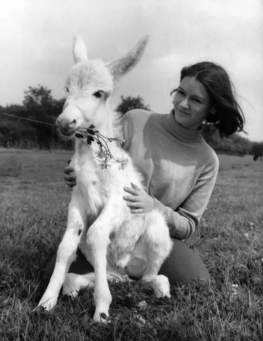 Framed Print : Roiney the donkey joins the flower set. Those so-called beautiful flower people people