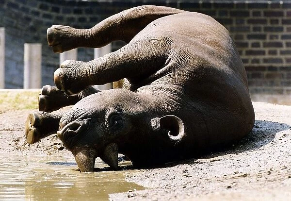 Roll Over rhino one inmate of London Zoo circa 1992