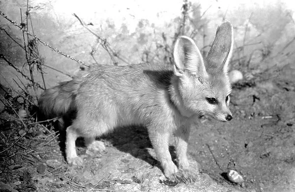 Rommella the desert fox February 1972 72-1465-028
