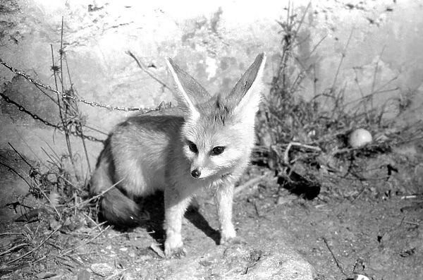 Rommella the desert fox February 1972 72-1465-029