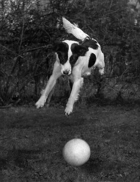 A Romp in the Garden - World Cup dog Pickles romping in the garden with a football