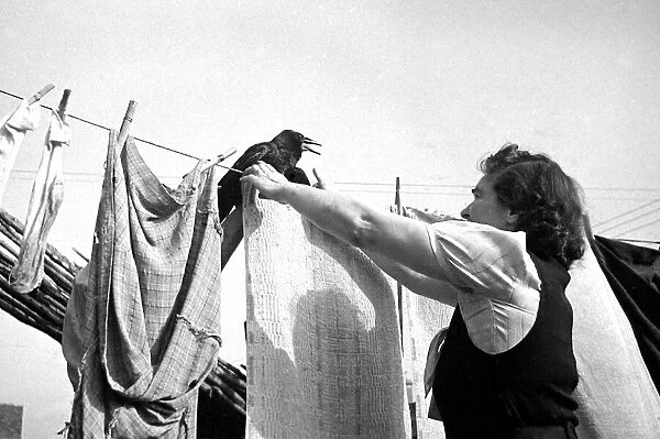 Rook the blackbird watches while his owner hangs her washing out in Ebley