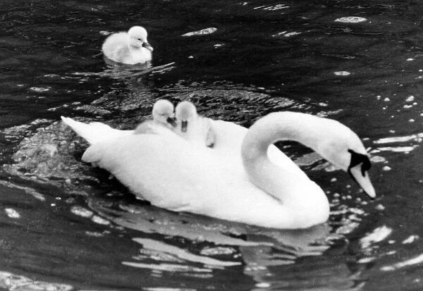 There is room for two on the back of this swan for her cygnets