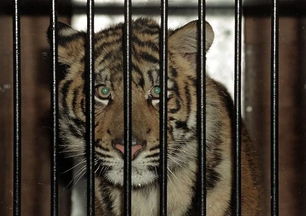 Roque the Tiger arrives at the Born Free Sanctuary in Headcorn Kent - from Spain December