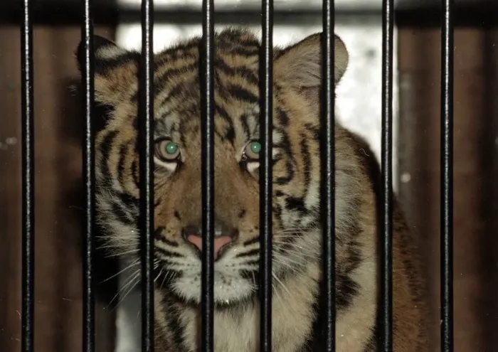 Framed Print : Roque the Tiger arrives at the Born Free Sanctuary in Headcorn Kent - from Spain December Framed Print : Roque the Tiger arrives at the Born Free Sanctuary in Headcorn Kent - from Spain December