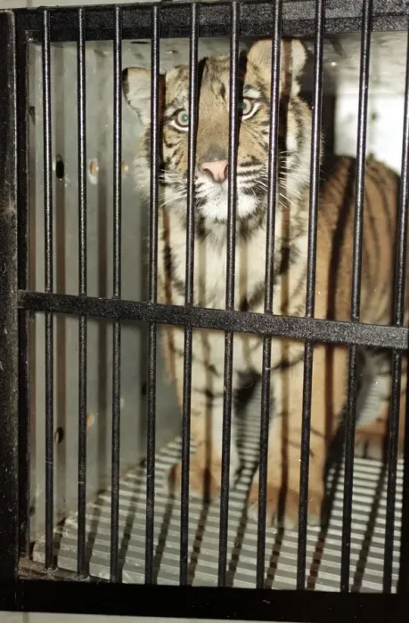 Framed Print : Roque the Tiger arrives at the Born Free Sanctuary in Headcorn Kent - from Spain December Framed Print : Roque the Tiger arrives at the Born Free Sanctuary in Headcorn Kent - from Spain December