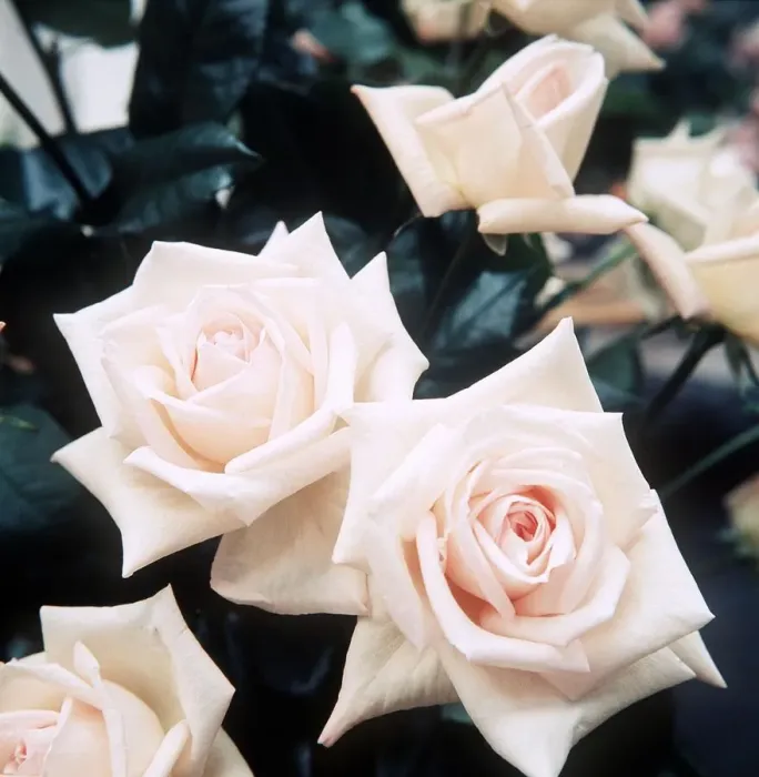 Framed Print : Roses at the Royal National Rose Show - July 1971 at Alexandra Palace Framed Print : Roses at the Royal National Rose Show - July 1971 at Alexandra Palace