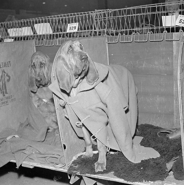 Rosie the bloodhound at the 1964 crufts dog show wearing a duffel coat
