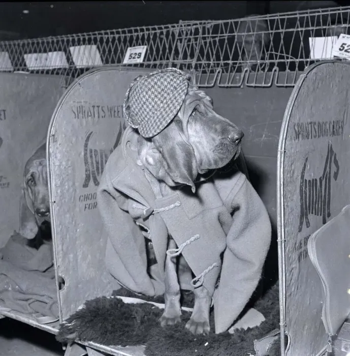 Framed Print : Rosie the bloodhound at the 1964 crufts dog show wearing a duffel coat Framed Print : Rosie the bloodhound at the 1964 crufts dog show wearing a duffel coat