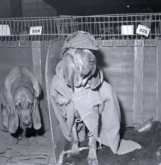 Framed Print : Rosie the bloodhound at the 1964 crufts dog show wearing a duffel coat and hat Framed Print : Rosie the bloodhound at the 1964 crufts dog show wearing a duffel coat and hat