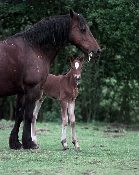 Rosie the horse has had a foal at Walsall Wood