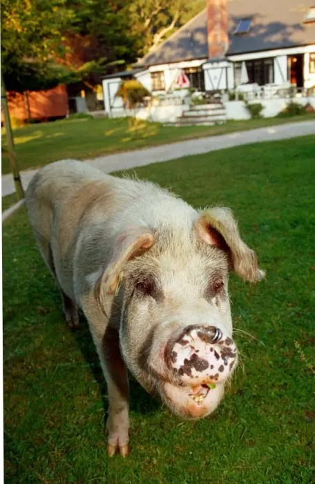 Framed Print : Rosie the pig who roams the New Forest in Hampshire September 1991 A©Mirrorpix