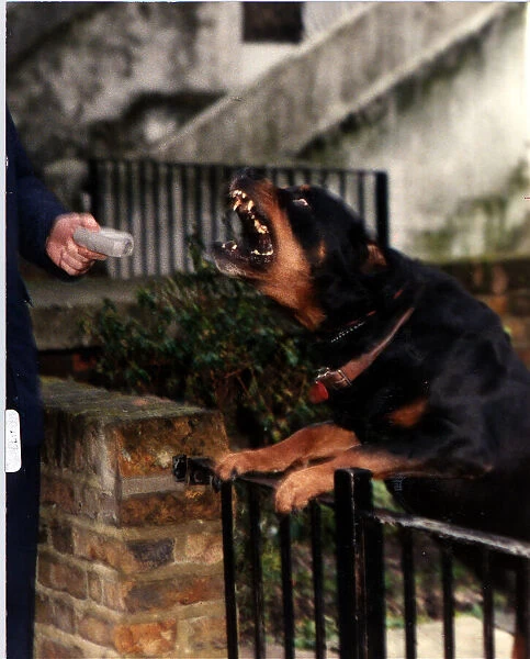 Rottweiler growling at the fence as the postman delivers the mail circa 1995
