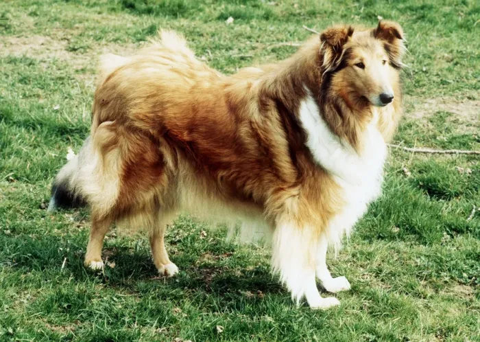 Framed Print : Rough Collie Framed Print : Rough Collie