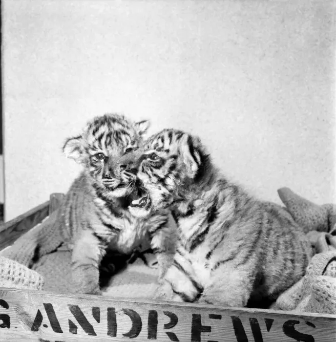 Framed Print : Two Royal Bengal Tiger cubs Tank and Siren at Colchester Zoo Framed Print : Two Royal Bengal Tiger cubs Tank and Siren at Colchester Zoo