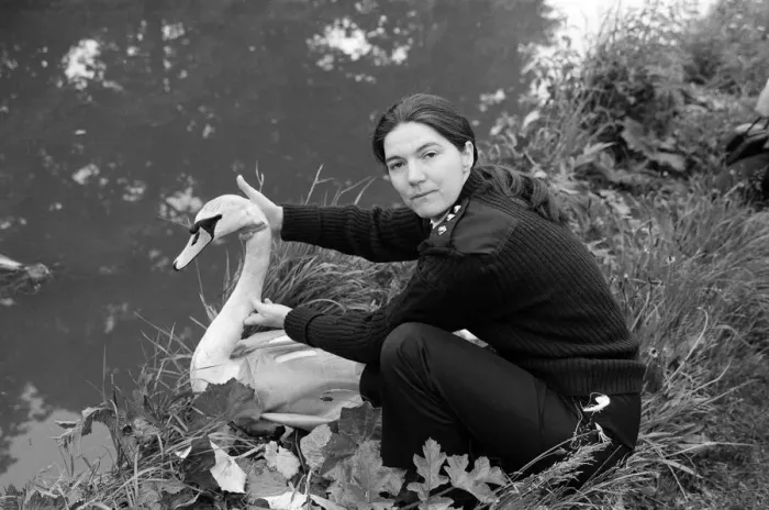 Framed Print : RSPCA Chief Inspector Sue Stafford returns an injured swan back to Chester canal Framed Print : RSPCA Chief Inspector Sue Stafford returns an injured swan back to Chester canal