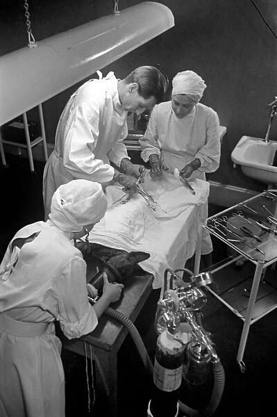 RSPCA Hospital. A dog undergoes an emergency operation. December 1948 O16091-004